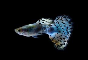 Beautiful Guppy Isolated on Black Background photo