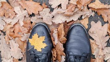 Maple Leaf. Top view image of legs in black boots. Yellow autumn leaves lie on the green grass. The foliage is covered with the first frosts. Legs in black boots are visible in the picture. photo