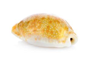 sea shell isolated on white background photo