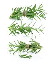 rosemary on white background photo