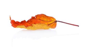autumn leaf isolated on white background photo