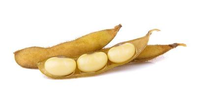 soy bean on white background photo