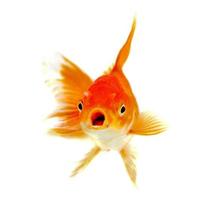 Gold fish Isolation on the white background photo