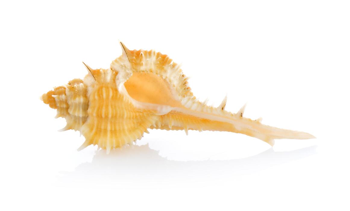 Seashell White Background Stock Photos, Images and Backgrounds for Free
