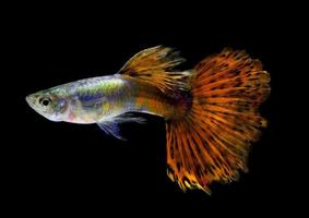 hermoso guppy aislado sobre fondo negro foto