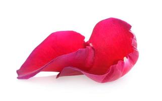 red rose petals on white background photo