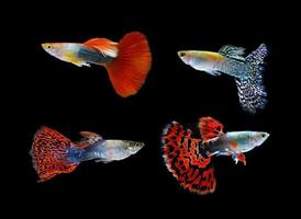 Beautiful Guppy Isolated on Black Background photo