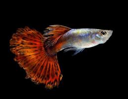 Beautiful Guppy Isolated on Black Background photo