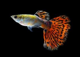 Guppy fish Isolated on Black Background photo