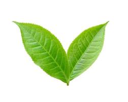 tea leaf isolated on white background photo