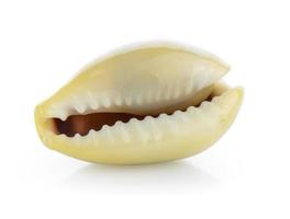 sea shell isolated on white background photo