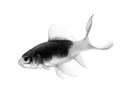 black and white gold fish isolated on white background