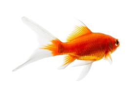 Gold fish Isolation on the white background photo