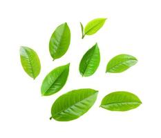 tea leaf isolated on white background photo