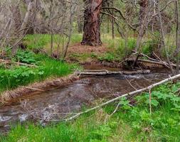 Creekside scene along Jackson Creek near Chemult OR photo