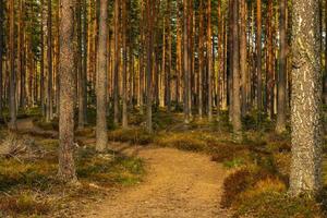 Walki path passing through a pine forest in Sweden