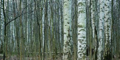 white vertical birch trees trunks panorama in the cold spring morning park photo