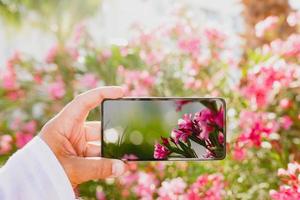 usando un teléfono inteligente para hacer una foto macro de flores de color rosa