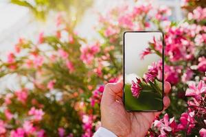 Using smartphone to make a macro photo of rose colored flowers