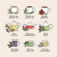 Set of different types of tea, teapots and cups with illustrations of plants. Winter and summer drinks. Green and black tea, hyacinth. Mint, chamomile,melissa, linden, currant, strawberry. vector