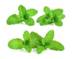 mint leafs herb. isolated on white background photo