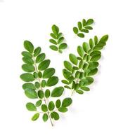 las hojas de moringa tienen propiedades medicinales. vista superior foto