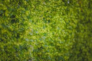 View to tied hop plants growing on field. photo