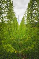 View to green hop field with tied plants. photo