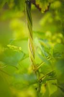 Close-up hop plant twisted around the rope photo