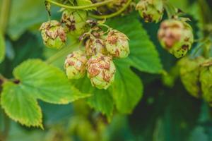 Close-up Nugget hop cones growing on plant. photo