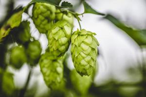 Close-up cascade hop growing on a branch photo