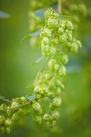 Close-up green hop plant branch with ripe cones. photo