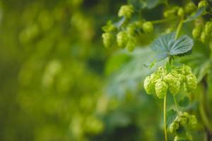 Close-up green hop plant branch with ripe cones. photo