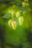 Close-up cascade hop growing on a branch photo