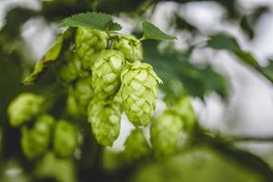 Close-up cascade hop growing on a branch photo