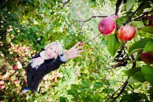Girl reaching for a branch with apples photo