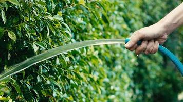 Watering tree. Woman arms are using water spraying hoses. video