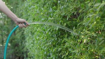 Bewässerungsbaum. Frauenarme verwenden Wasserspritzschläuche. video