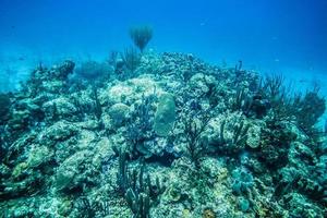 arrecife de coral en la isla de san andrés.