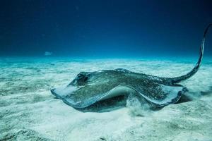 Common Stingray on the ground of the ocean. photo