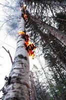 Birch on Fire after after a Lightning photo
