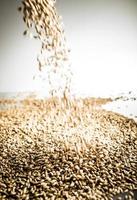 Falling Pilsner Malt Beer Grain Heap on a White Table photo