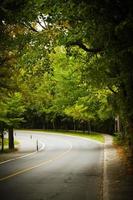Asphalt winding curve road in a beech forest photo