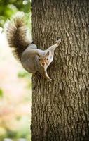 ardilla en un árbol foto