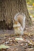 Squirrel in the forest photo