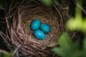 Huevos de petirrojo azul en un nido foto