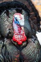 Wild Turkey Closeup photo