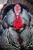 Wild Turkey Closeup photo