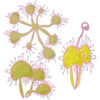 round-leaved sundew, a graceful insectivorous plant with a bunch of leaves vector