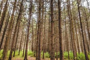 Heat Wave and waterless Period in evergreen forest. photo